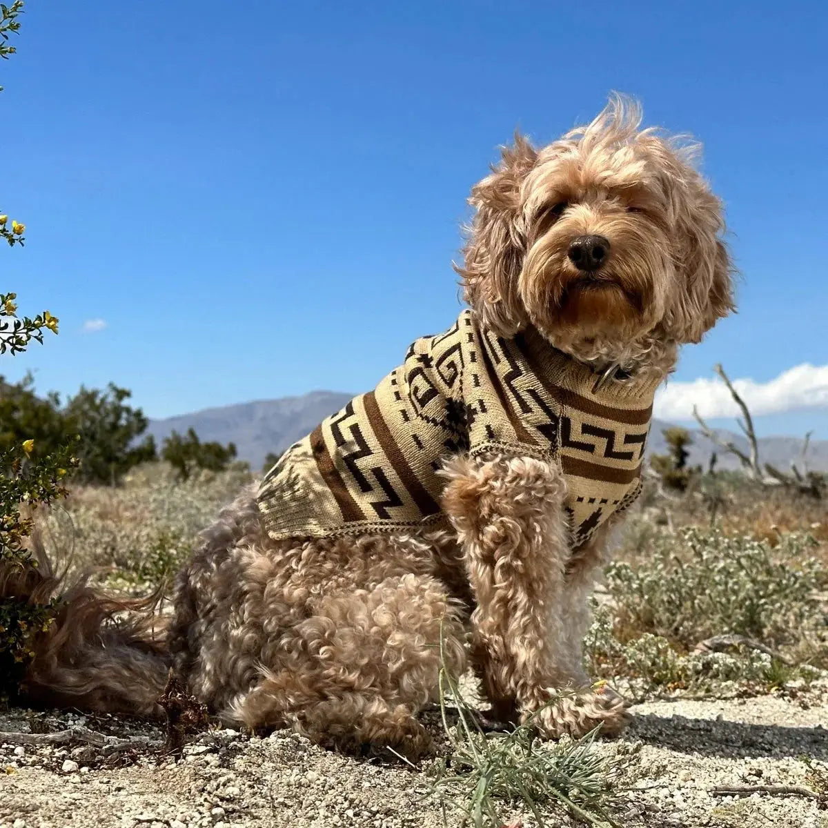 Pendleton Dog Sweater-K9 Outdoors